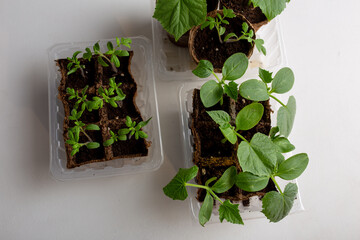 young cucumber and tomato seedlings in a peat pot in a plastic container are prepared for planting...