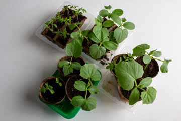 young cucumber and tomato seedlings in a peat pot in a plastic container are prepared for planting...