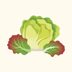 Fresh Green and Red Lettuce Illustration