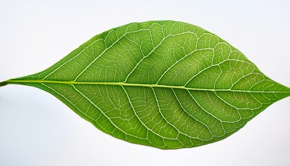 Obraz premium exploring the intricacies of a green leaf s vibrant texture against a white background a stunning macro photography perspective