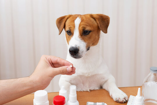 Jack Russell Terrier dog sitting at a table with pet medicine and looking at a pill in a man's hand