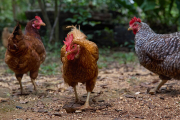 free range chickens