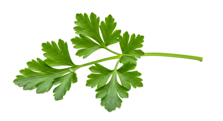 A Fresh Green Sprig of Parsley Herb, Isolated PNG