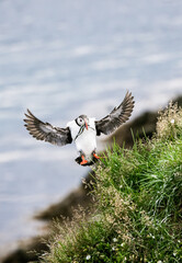 atlantic puffin bird flying to land with fish in beak