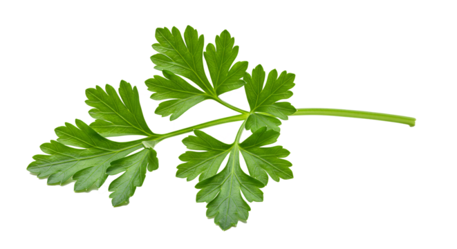 A Fresh Green Sprig of Parsley Herb, Isolated PNG
