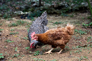 free range chickens