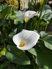 close up photo of 
zantedeschia white flower (calla lily)