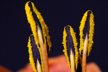 Anther Abstract Daylily 07