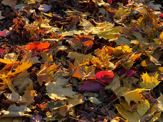 Autumn leaf fall on the ground.