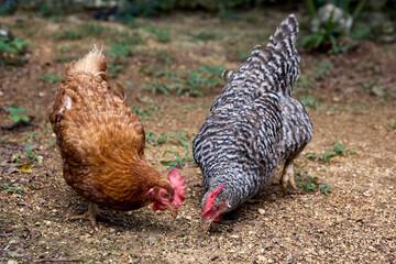 free range chickens
