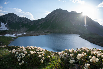 blooming rhododendron on a high mountain lake
