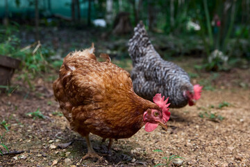 free range chickens