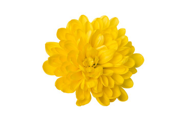 yellow dahlia flower isolated on white background