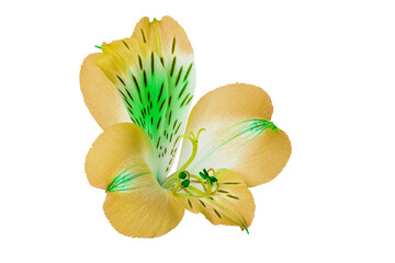 yellow alstroemeria flower isolated on white background