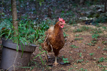 free range chickens
