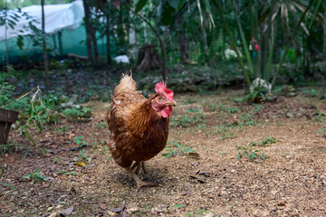 free range chickens