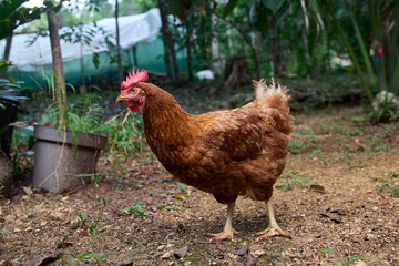 free range chickens