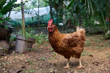 free range chickens