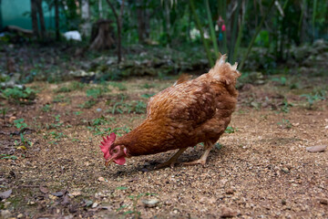 free range chickens