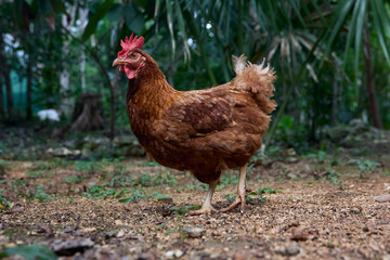 free range chickens
