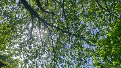 Blick durch Baumkronen mit Sonnenlicht im Sommerwald