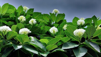 leaves in green accompanied by white flowers