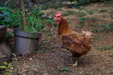 free range chickens