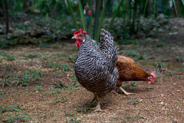 free range chickens
