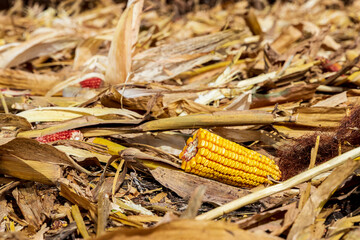 Corn stover in cornfield after harvest. Biomass energy, ethanol and renewable energy concept.