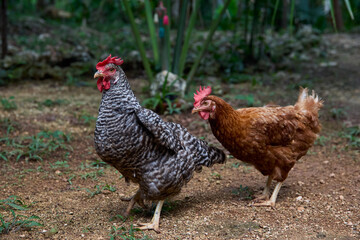 free range chickens