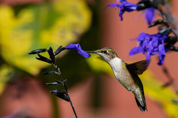 Ruby-throated hummingbird getting nectar from purple Salvia flower. Backyard birding, birdwatching...