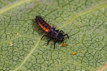 Multicolored Asian Lady Beetle larva eating aphid on milkweed wildflower plant. Insect and wildlife conservation, beneficial insect, and backyard flower garden concept.