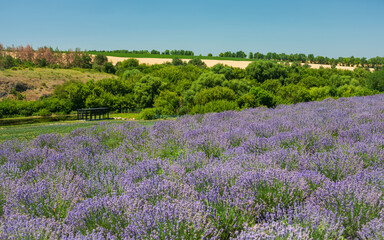 panoramic view to rows and bushes of lavender in summer day