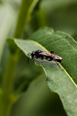 Macro image of a black wasp resting on a textured green leaf with sharp details and blurred natural background