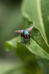 Extreme macro of a shiny metallic green fly with red eyes sitting on a leaf, showcasing detailed textures and natural colors