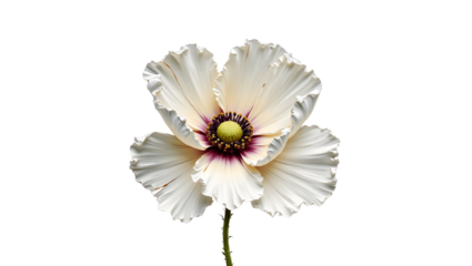  Impasto isolated artwork: white poppy with yellowish hue and bright center, single flower on white background