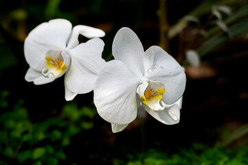 Phalaenopsis Orchid Bloom Close-Up