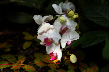 Phalaenopsis Orchid Bloom Close-Up