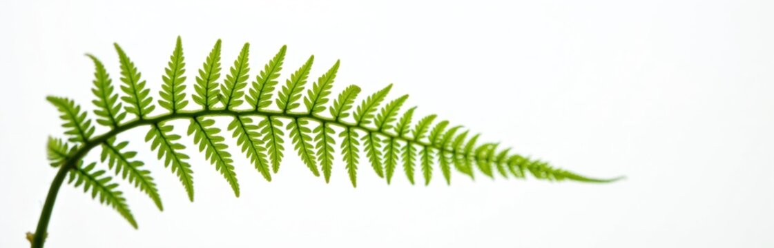 Close-up of single green fern stem against clean white background. Delicate leaves exhibit fractal pattern, creating minimalist botanical composition. Isolated plant element offers natural, organic