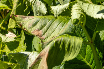 Hydrangea Leaves Damaged by Sun and Heat Stress