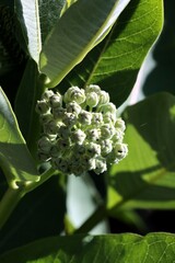 flowers and buds of Asclepias syriaca plant at spring