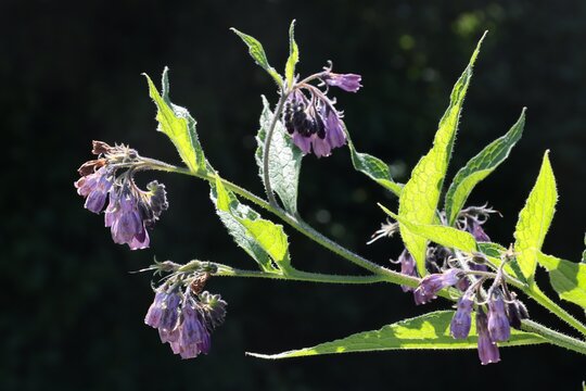lila flowers and green leaves of comfrey plant close up