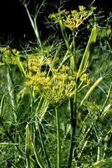 blossoming Foeniculum Vulgare plant -Umbekliferae Family