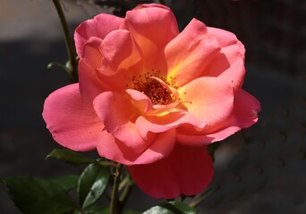 beautiful colorful roses in a garden close up