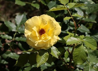 pretty colorful roses close up,