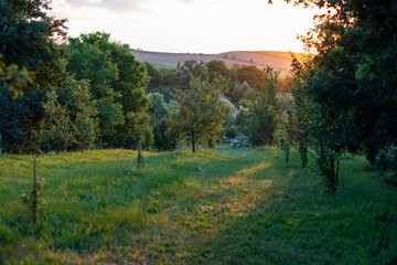 beautiful green garden in summer