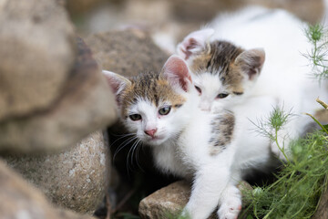 cute kitten portrait close up