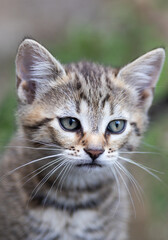 cute kitten portrait close up