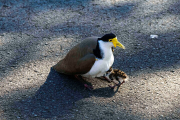 Australian Masked Lapwing (Vanellus miles) with chick