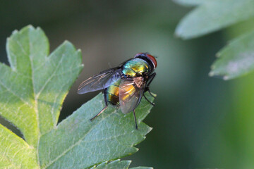 Bottle Fly on Leaf 03